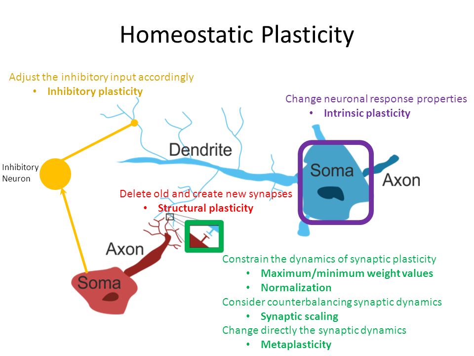 Homeostatic plasticity